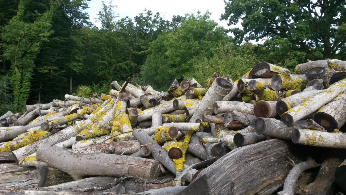 Nienhagen - Brennholz Nienhagen - Brennholz